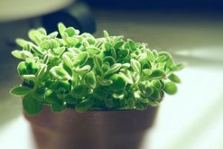 碰碰香放臥室有害嗎，對少部分過敏人群帶來不適