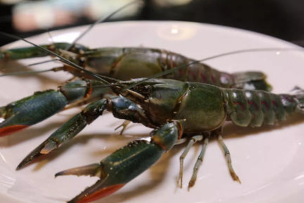 澳洲小青龍的養(yǎng)殖方法