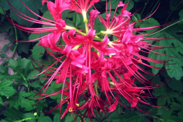 彼岸花的養(yǎng)殖方法和注意事項