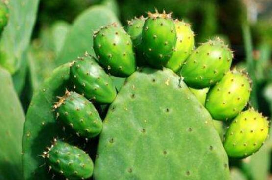 仙人掌為什么不用澆水，因吸水能力太強