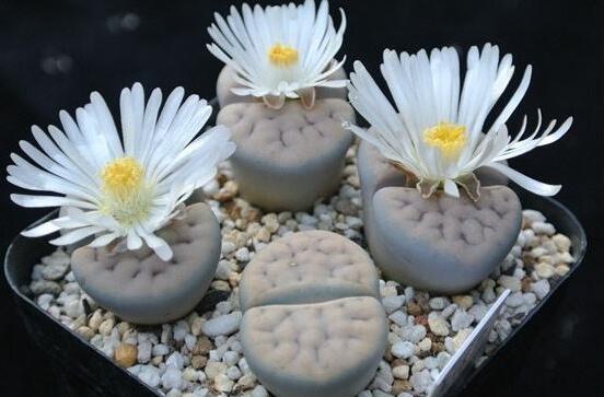 生石花怎么分株繁殖，教你一學(xué)就會(huì)五個(gè)基本步驟