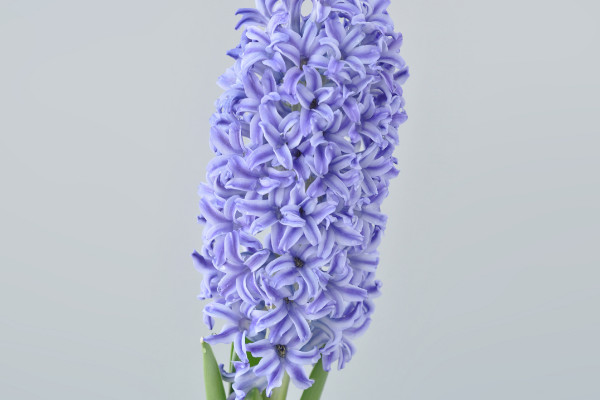 風(fēng)信子一年能開幾次花