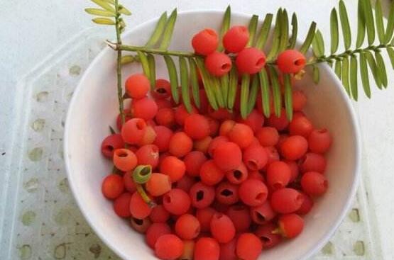 紅豆杉怎么繁殖，紅豆杉繁殖方法