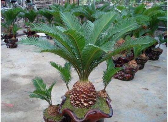 鐵樹的種類有哪些，鐵樹品種圖片大全