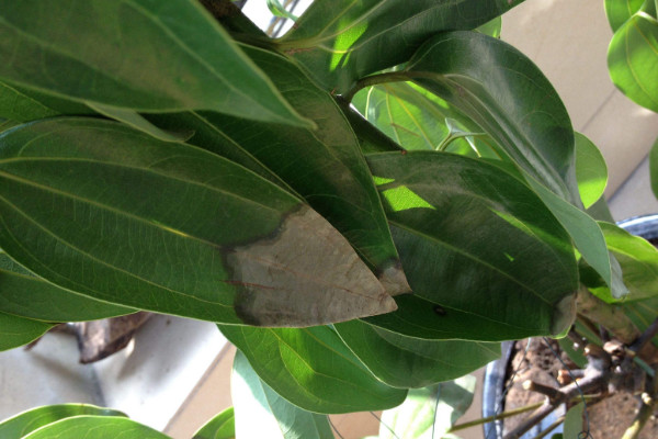 平安樹葉子下垂怎么急救，增光排濕/適當(dāng)追肥