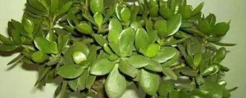 玉樹(shù)換盆后蔫了