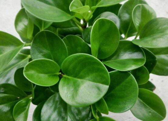 碧玉怎么養(yǎng)才能瘋長(zhǎng)，做好這六點(diǎn)可生長(zhǎng)得盆盆爆滿