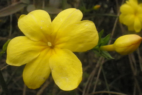 迎春花光長(zhǎng)葉不開花怎么辦