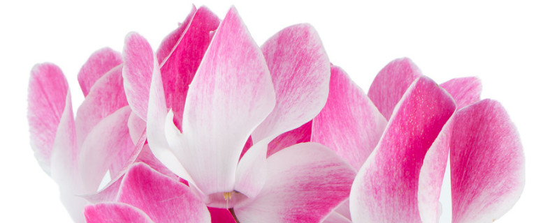 仙客來(lái)花期需要施肥嗎