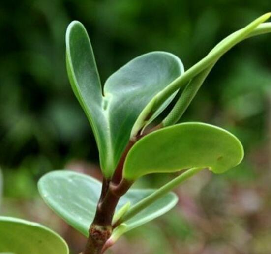 碧玉花葉子發(fā)黑怎么辦，四種原因以及解決辦法