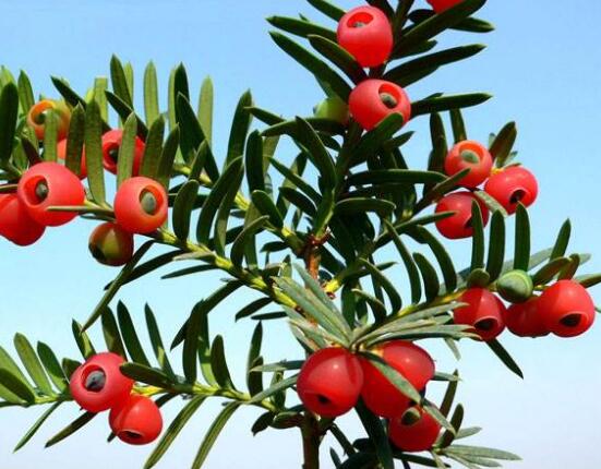 紅豆杉怎么換盆，三個簡單方法教你輕松學(xué)會