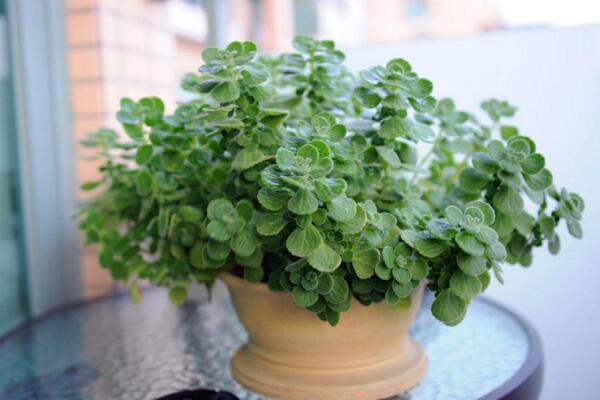 碰碰香怎么過冬，入室保溫并加強(qiáng)光照