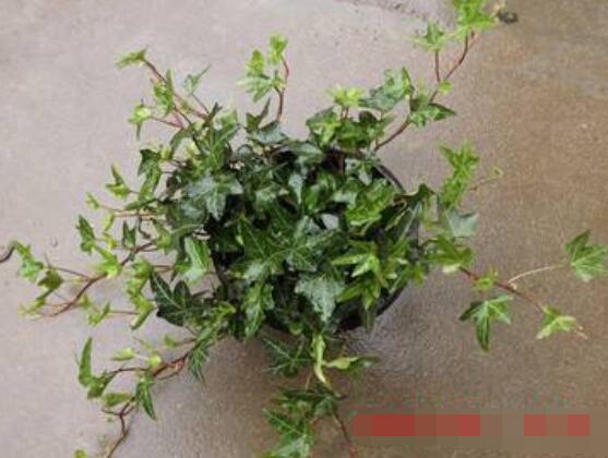 怎樣讓常春藤長(zhǎng)得快，教你六個(gè)要點(diǎn)生長(zhǎng)枝繁葉茂