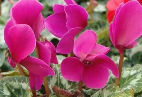 仙客來(lái)葉子嚴(yán)重發(fā)黃，老農(nóng)總結(jié)最直觀三種解決辦法