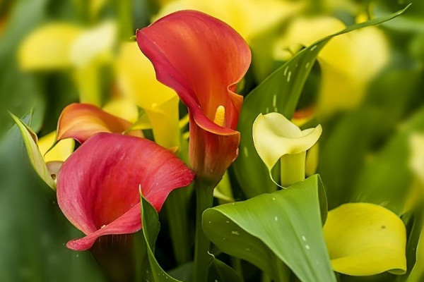 彩色馬蹄蓮為什么不能復(fù)花，品種特殊復(fù)花難度大