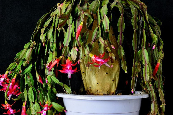 蟹爪蘭移栽后注意事項(xiàng)