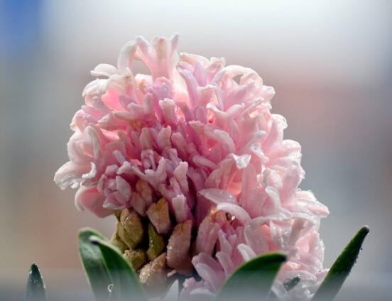 家里養(yǎng)風信子好嗎，好/美化家居環(huán)境、凈化空氣