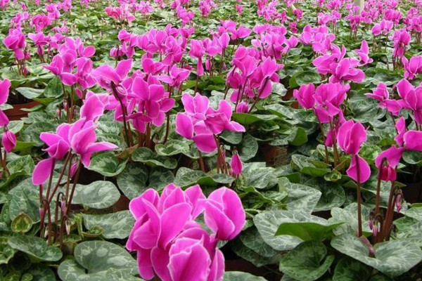 仙客來(lái)夏季不休眠法，控制好光照以及溫度