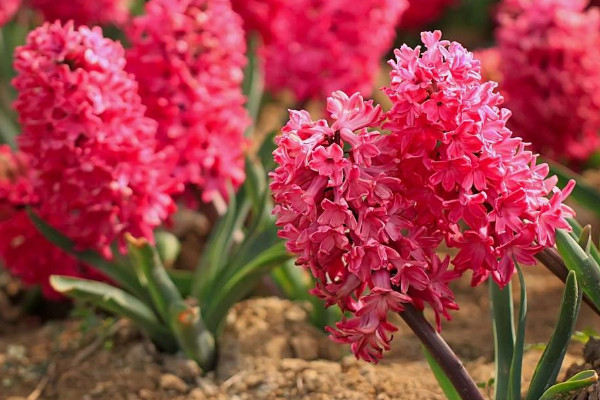 風信子開完花后怎么處理，包裹冷藏來年煥活復(fù)花