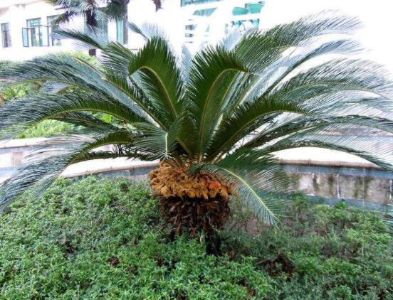 為什么蘇鐵不長新葉子，教你三種最直觀有效解決辦法