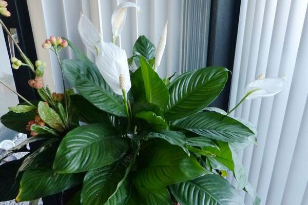 一帆風(fēng)順葉子發(fā)黃怎么辦，及時找出原因進行補救