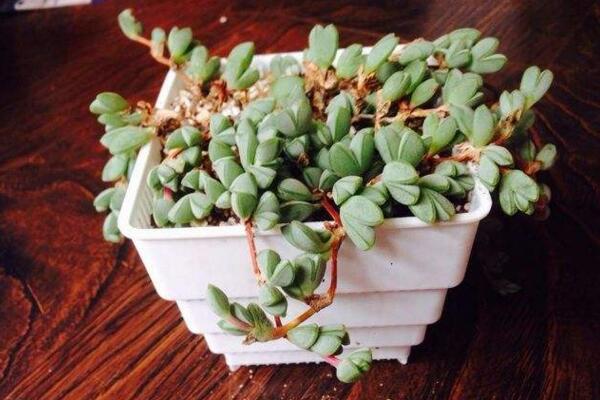 碧玉蓮怎么繁殖，桿插繁殖操作方便且成活率較高