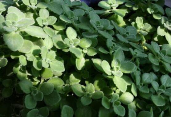 碰碰香能吃嗎，可食/泡茶泡酒香味濃郁、美味可口