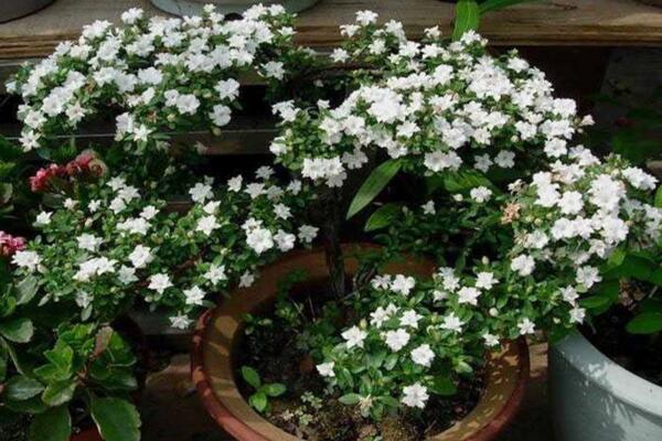 六月雪開花時間，每年的5-7月開花（6月開的最旺）