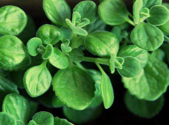 碰碰香的養(yǎng)殖方法，土壤陽光澆水施肥修剪病蟲害缺一不可