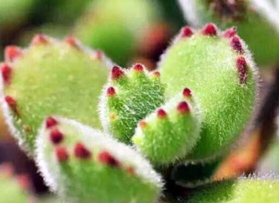 熊童子長黑斑了怎么辦，教你兩種最常見解決辦法(蟲害與病害)