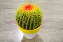 仙人球怎么種植，仙人掌種植經(jīng)驗分享