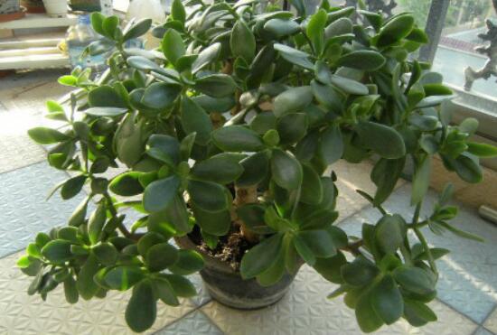 燕子掌和玉樹哪個有毒，玉樹汁液有毒/燕子掌無毒現(xiàn)象