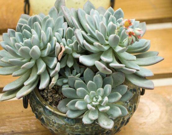 寶石花怎么澆水，不同季節(jié)不同澆水量(控水為主)