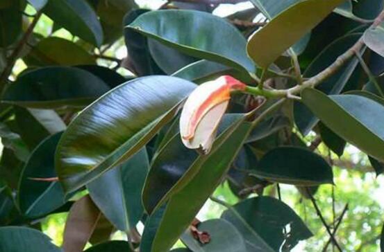 橡皮樹怎么繁殖，橡皮樹繁殖方法