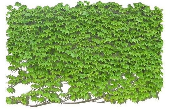 水培常春藤的養(yǎng)殖方法，老農(nóng)總結(jié)的簡單易學(xué)三部曲