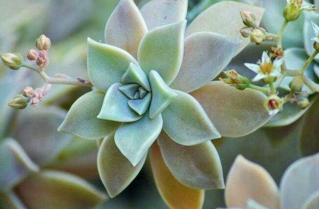 寶石花有毒嗎，無毒且對(duì)痛風(fēng)有著很好的治療效果