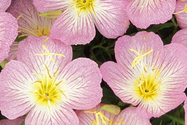 長(zhǎng)壽花葉子小是什么原因