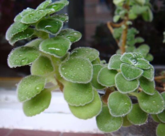 碰碰香的養(yǎng)殖方法，土壤陽光澆水施肥修剪病蟲害缺一不可