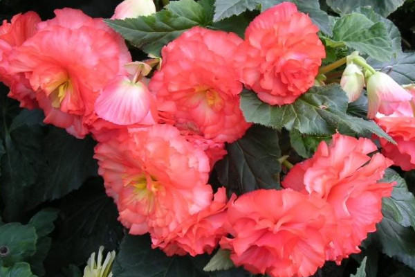 球根海棠怎么過(guò)冬