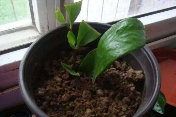 幸福樹怎么扦插，只需要掌握簡單的幾步即可