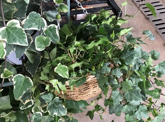 常春藤怎么養(yǎng)長(zhǎng)得快，常春藤的養(yǎng)殖方法