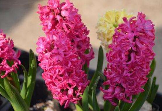 風(fēng)信子怎么種，老農(nóng)總結(jié)最簡單有效五個步驟