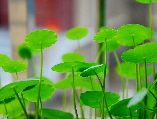 銅錢(qián)草的養(yǎng)殖方法和注意事項(xiàng)，老農(nóng)總結(jié)八大基本方法