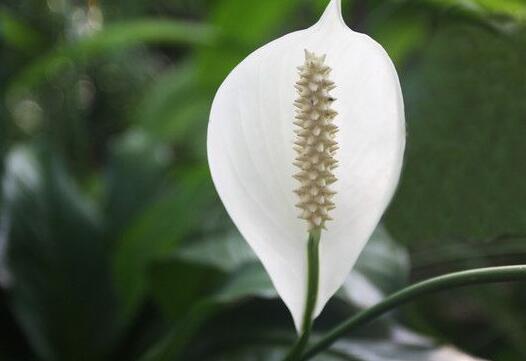 水培一帆風(fēng)順的養(yǎng)殖方法，水質(zhì)的要求最重要