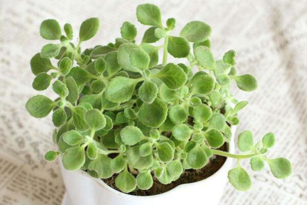 碰碰香夏天如何養(yǎng)護(hù)，控制光照并做好降溫措施