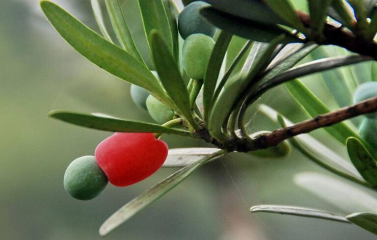 羅漢松果泡酒的方法，制作過程的4步驟