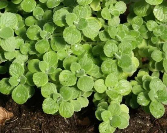 碰碰香怎么養(yǎng)茂盛，只需做好五個要點盆盆爆滿