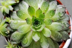 寶石花和觀音蓮的區(qū)別，詳細(xì)介紹葉子和花朵的不同