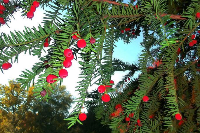 紅豆杉盆景價格，不同品種價格不同