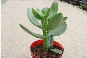 玉樹(shù)怎么扦插，玉樹(shù)扦插方法圖解(存活率100%）